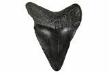 Juvenile Megalodon Tooth - South Carolina #340728-1